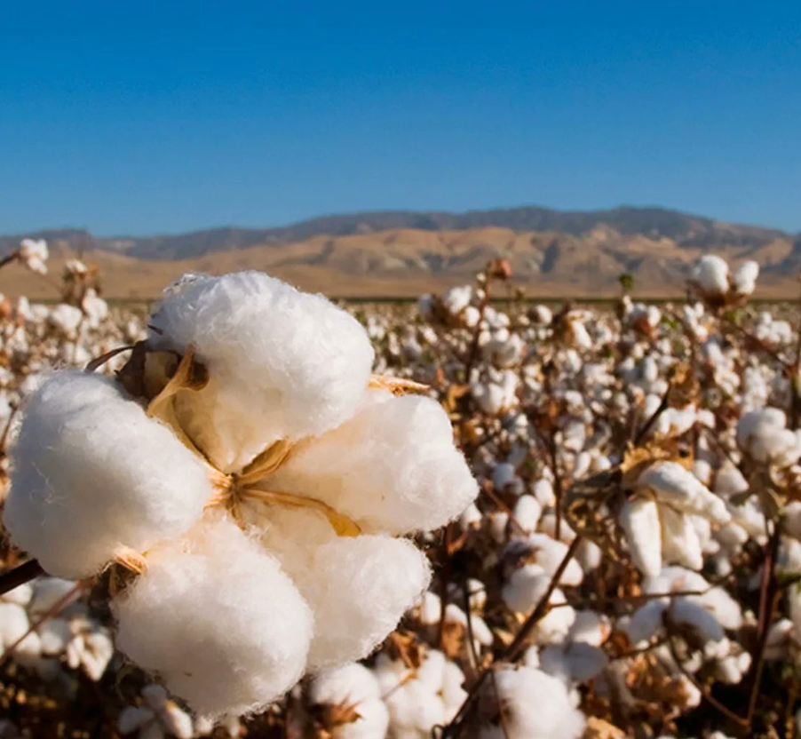 Сучжоу Wangu Silk Co., Ltd.